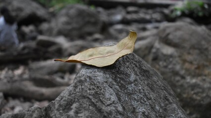 Leaf on the rock