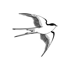 vector illustration of swallow bird concept