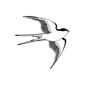 vector illustration of swallow bird concept