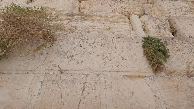 A close-up of the stones of the Western Wall in Jerusalem