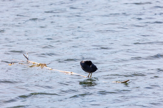 A coot swims in the water of a lake