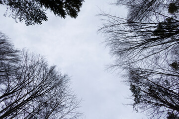 Dark tree tops seen against cloudy sky