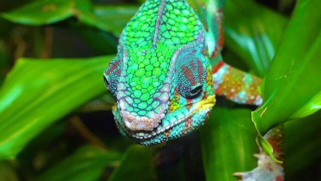 The graceful chameleon (Chamaeleo gracilis), multi-colored chameleon in the stage of excitement in the terrarium