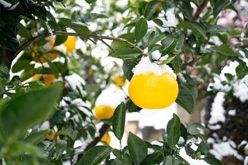 Tangerines and leaves in Jeju Island
