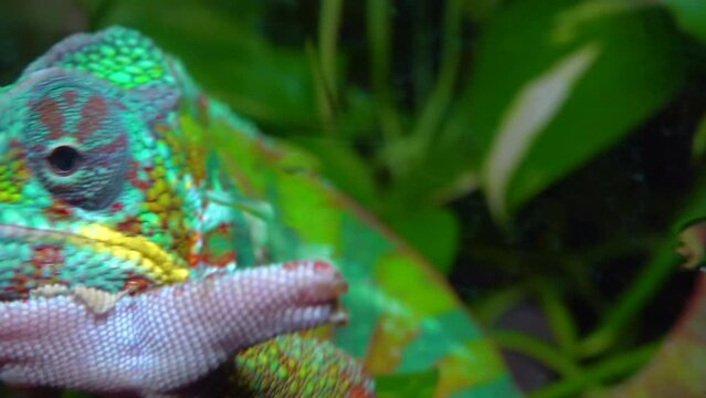 The graceful chameleon (Chamaeleo gracilis), multi-colored chameleon in the stage of excitement in the terrarium