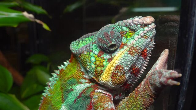 The graceful chameleon (Chamaeleo gracilis), multi-colored chameleon in the stage of excitement in the terrarium