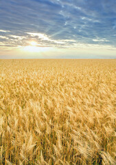 Beautiful summer wheat field and dusk sky above.