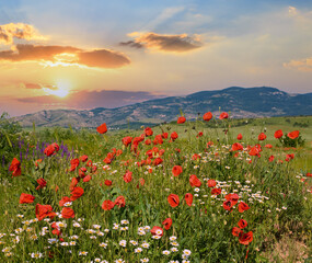 Beautiful summer mountain landscape with red poppy and white camomile flowers.