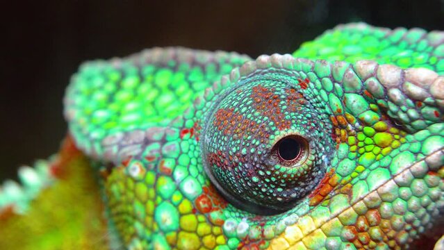 The graceful chameleon (Chamaeleo gracilis), multi-colored chameleon in the stage of excitement in the terrarium