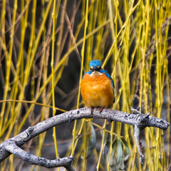 kingfisher on the branch
