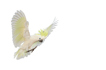Beautiful cockatoo parrot flying isolated on transparent background png file  © Passakorn