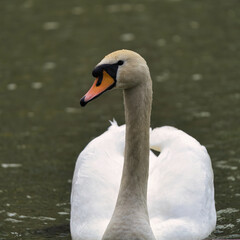 swan on the lake