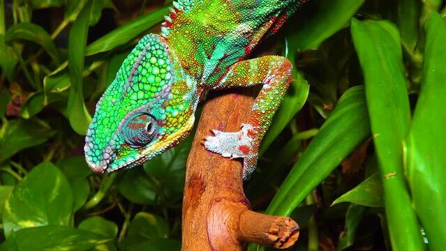 The graceful chameleon (Chamaeleo gracilis), multi-colored chameleon in the stage of excitement in the terrarium