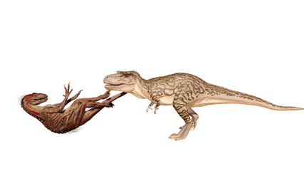 Dinosaur albertosaurus vs Indoraptor roaring, fighting isolated on blank background PNG ultra high resolution