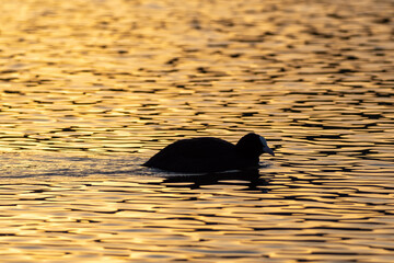 Water coot