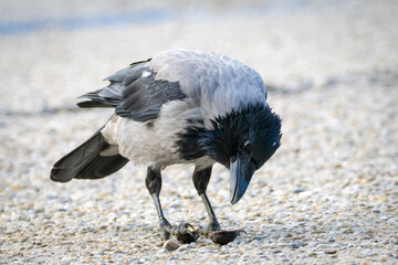 Grey Hooded Crow