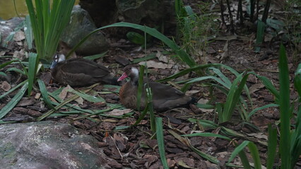 Brazilian teal|Anseriformes|Anatidae|Amazonetta brasiliensis|巴西鴨