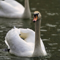 swan on the lake