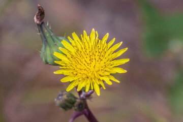 (Aphidoidea) Green aphids feeding on a (Sonchus) sow thistle plant, Cape Town, South Africa