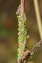 (Aphidoidea) Green aphids feeding on a (Sonchus) sow thistle plant, Cape Town, South Africa