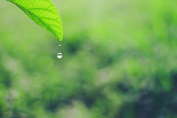Natural background of water dripping from the leaves with a blurred background.