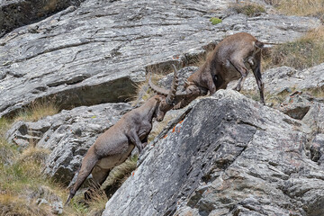 The fight (Capra ibex)