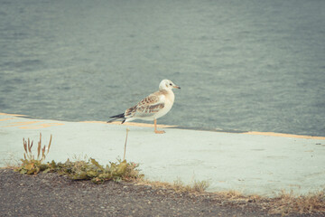 Fototapeta premium Seagull on concrete wall in baltic port