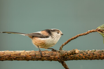 close up of a single Long-tailed tit on a tree branch with a clear smooth background