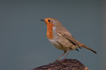 A Close up of a single  Robin on a branch with a clear and smooth background