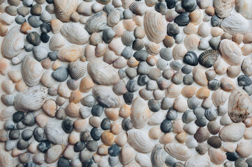 Many small beautiful seashells are laid out evenly on a white paper background. Natural texture, top view.