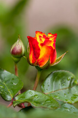 Blooming very bright two-tone Samba rose, petals fading from bright orange to yellow