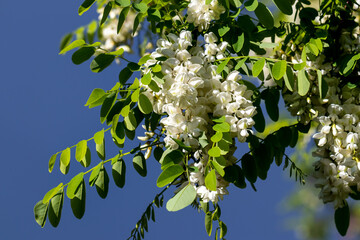 White acacia inflorescences against the sky, bottom view