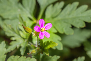 (Geranium robertianum) herb Robert Wild flowers during spring, Cape Town, South Africa