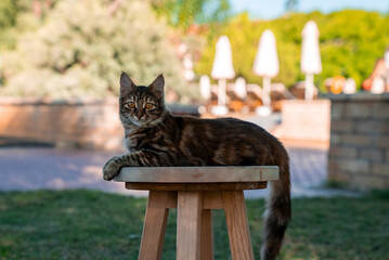 Portrait of tabby cat lying on wooden table and looking at camera in park