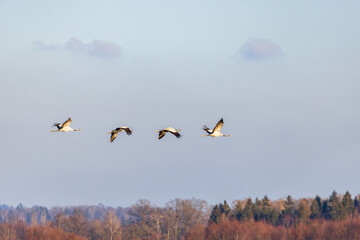 Flock with Cranes flying at springtime