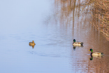 Mallard ducks in a river