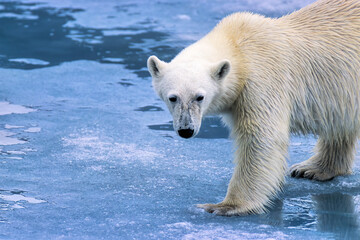 Obraz na płótnie Canvas Polar bear on the ice in Arctic