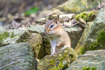 Adorbale little Eastern Chipmunk (Tamias striatus) checks out his surroundings near the door to his home in rock garden.