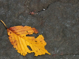 autumn leaf