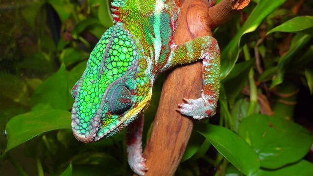The graceful chameleon (Chamaeleo gracilis), multi-colored chameleon in the stage of excitement in the terrarium