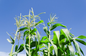 Flowering corn shoots against the blue sky.