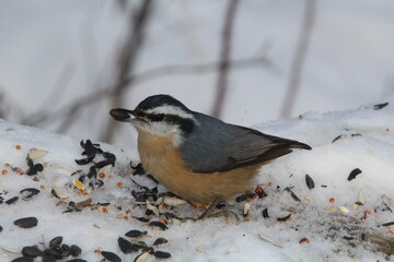 Naklejka premium a bird on a feeder, Whitemud Park, Edmonton, Alberta