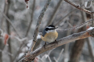 Red Breasted Nuthatch On A Branch, Whitemud Park, Edmonton, Alberta