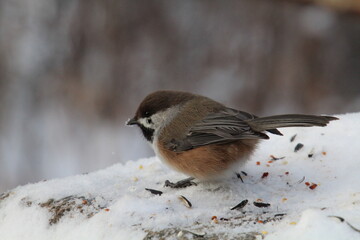 Little Chickadee, Whitemud Park, Edmonton, Alberta
