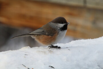 Boreal Chickadee, Whitemud Park, Edmonton, Alberta