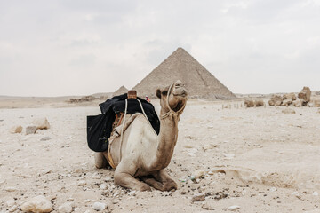 Camel in front of the Pyramid of Menkaure in Cairo, Egypt