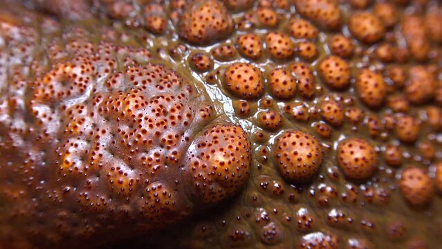 Cane toad (Rhinella marina), close-up of a wart on the skin of a toad