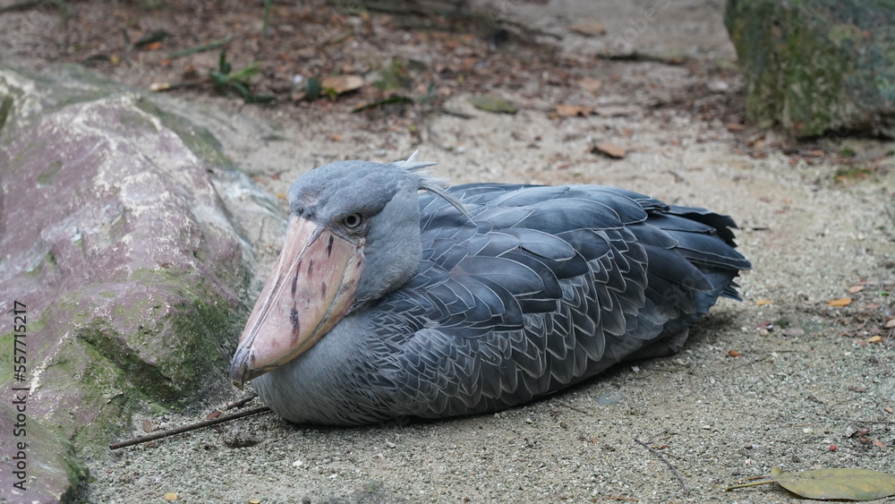 Poster シュービル・ストーク（Shoe-billed stork）は、熱帯の東アフリカ、特にウガンダ、ザンビア、タンザニアの湿地や沼地に生息する注目すべき鳥です。その最も顕著な特徴は、間違いなく巨大で靴の形をしたくちばしで、これは鳥類界で際立ったものです。このくちばしは、独特の狩猟技術に完璧に適応しています。

水辺の端に静かに立っている辛抱強い釣り人を想像してください。シュービル・ストークは、まさにこの