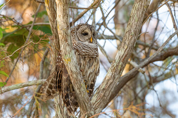 great horned owl