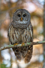 great horned owl